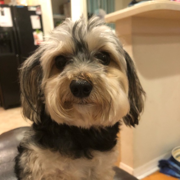 Meet your Posher, Richard - Picture 1 of 1